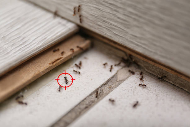 Best Best Pest Control Companies  in Orland Hls, IL